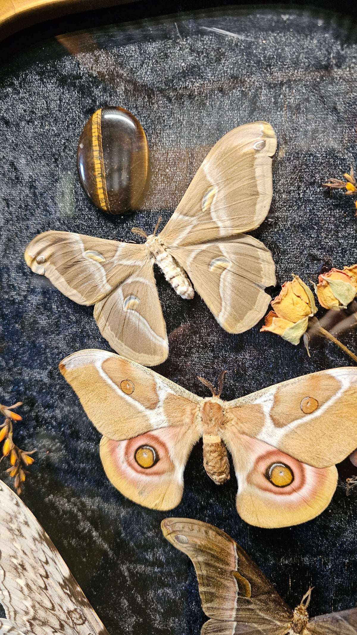 Frame vintage - with White Witch Moth & Silk moths
