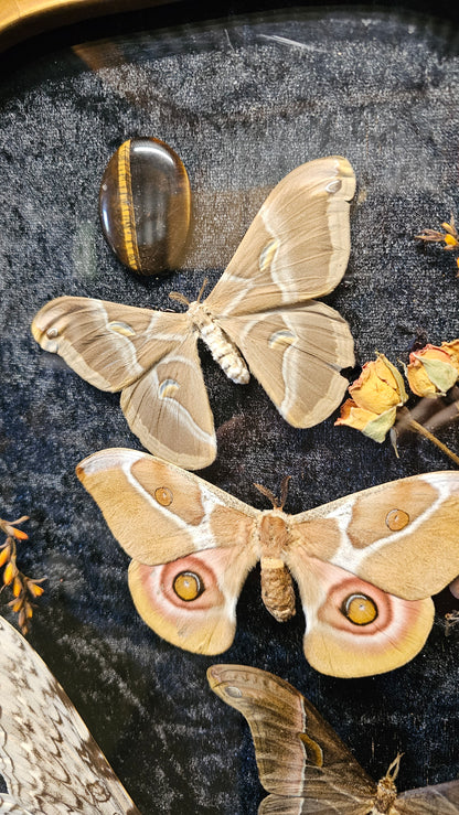 Frame vintage - with White Witch Moth & Silk moths