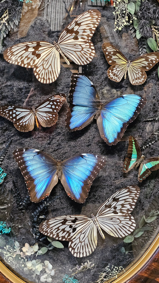 Frame vintage - with Blue Morpho butterflies