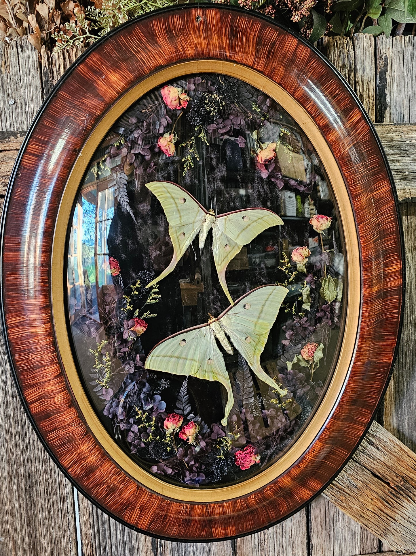 Frame vintage - Victorian Gothic bubble frame with Lunar Moths (M&F)