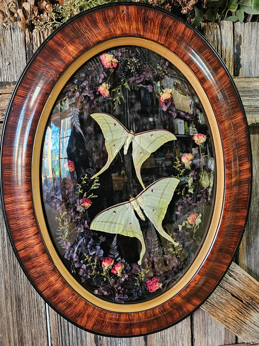 Frame vintage - Victorian Gothic bubble frame with Lunar Moths (M&F)