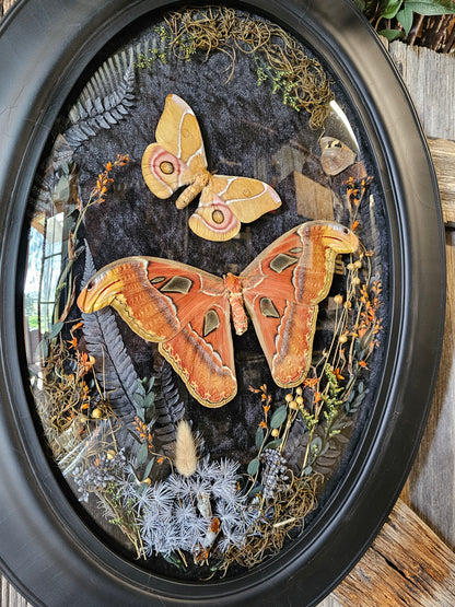 Frame vintage - Victorian Gothic bubble frame with Giant Atlas Moth & Silk moth