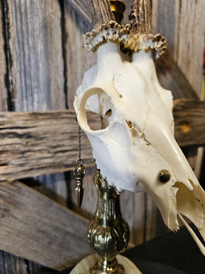 Candle holder - real roe deer skull on brass vintage candle stick