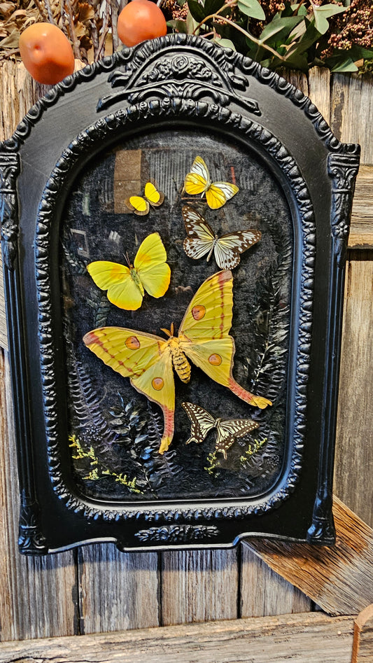 Frame vintage - with Comet Moth