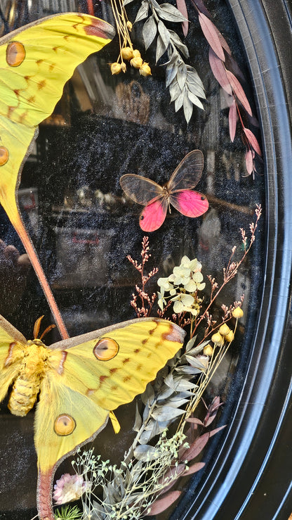Frame vintage - with Giant Comet Moths