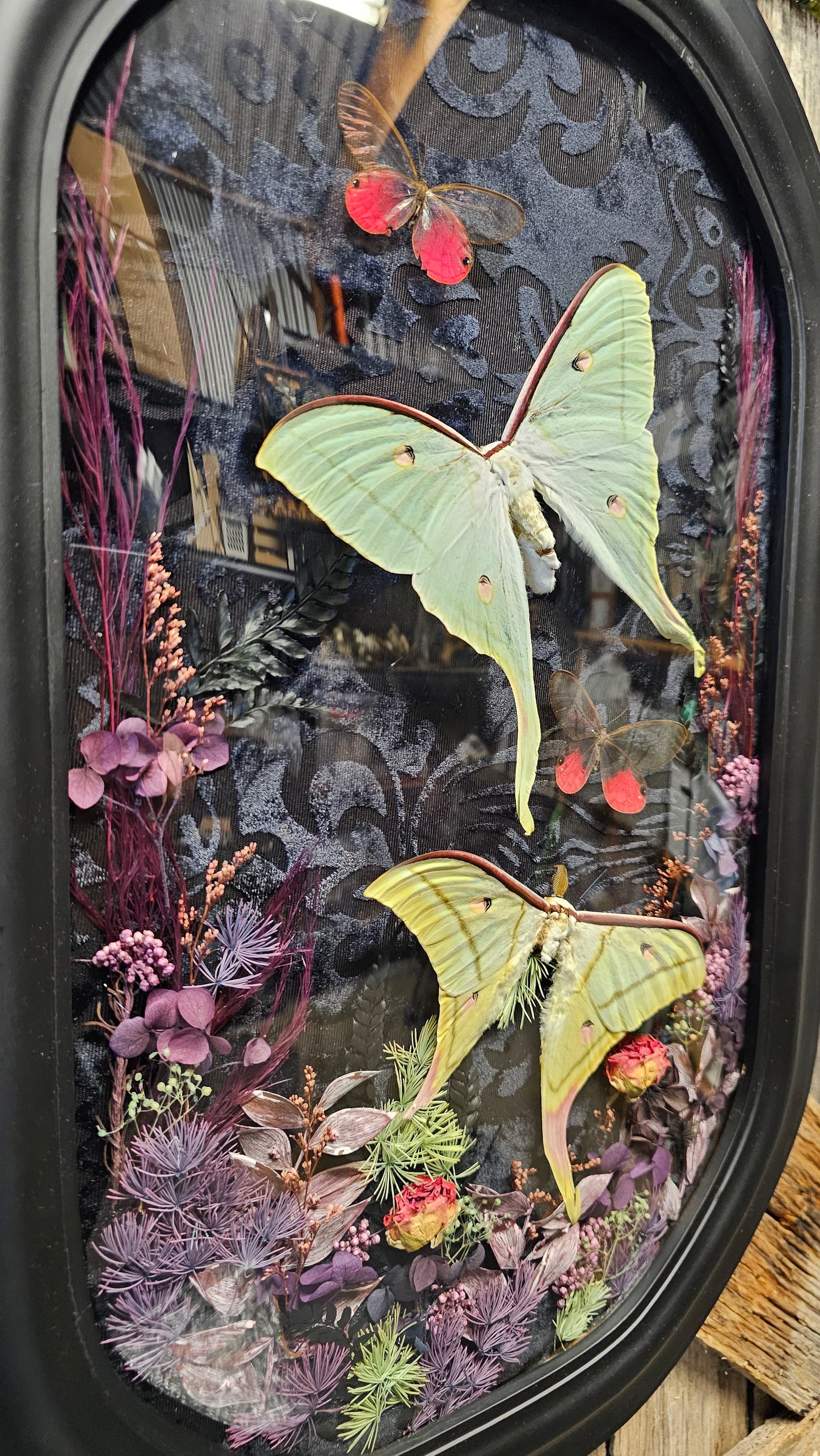 Frame vintage - with Lunar moths