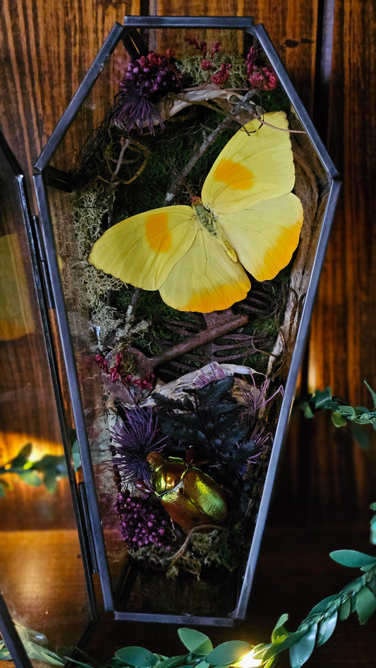 Butterfly coffin terrarium - glass box (19cm)