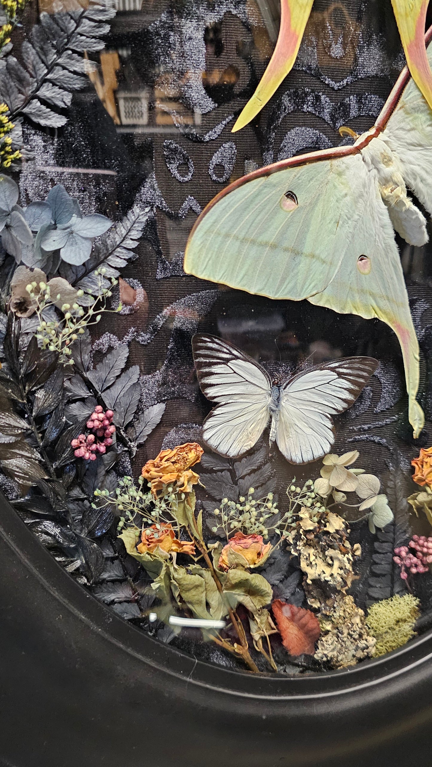 Frame vintage - with Lunar moths