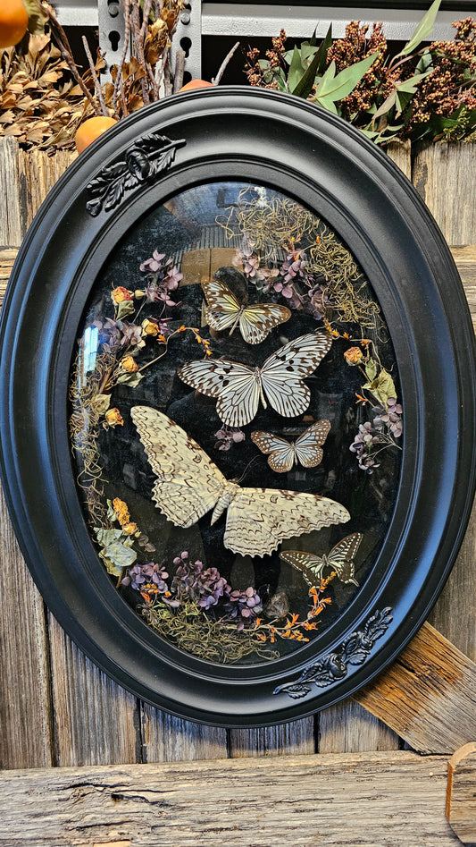 Frame vintage - with White Witch Moth with butterflies