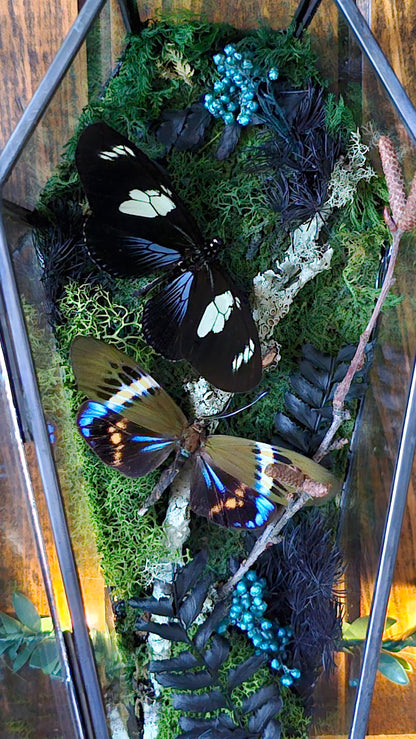 Butterfly coffin terrarium - glass box (19cm)