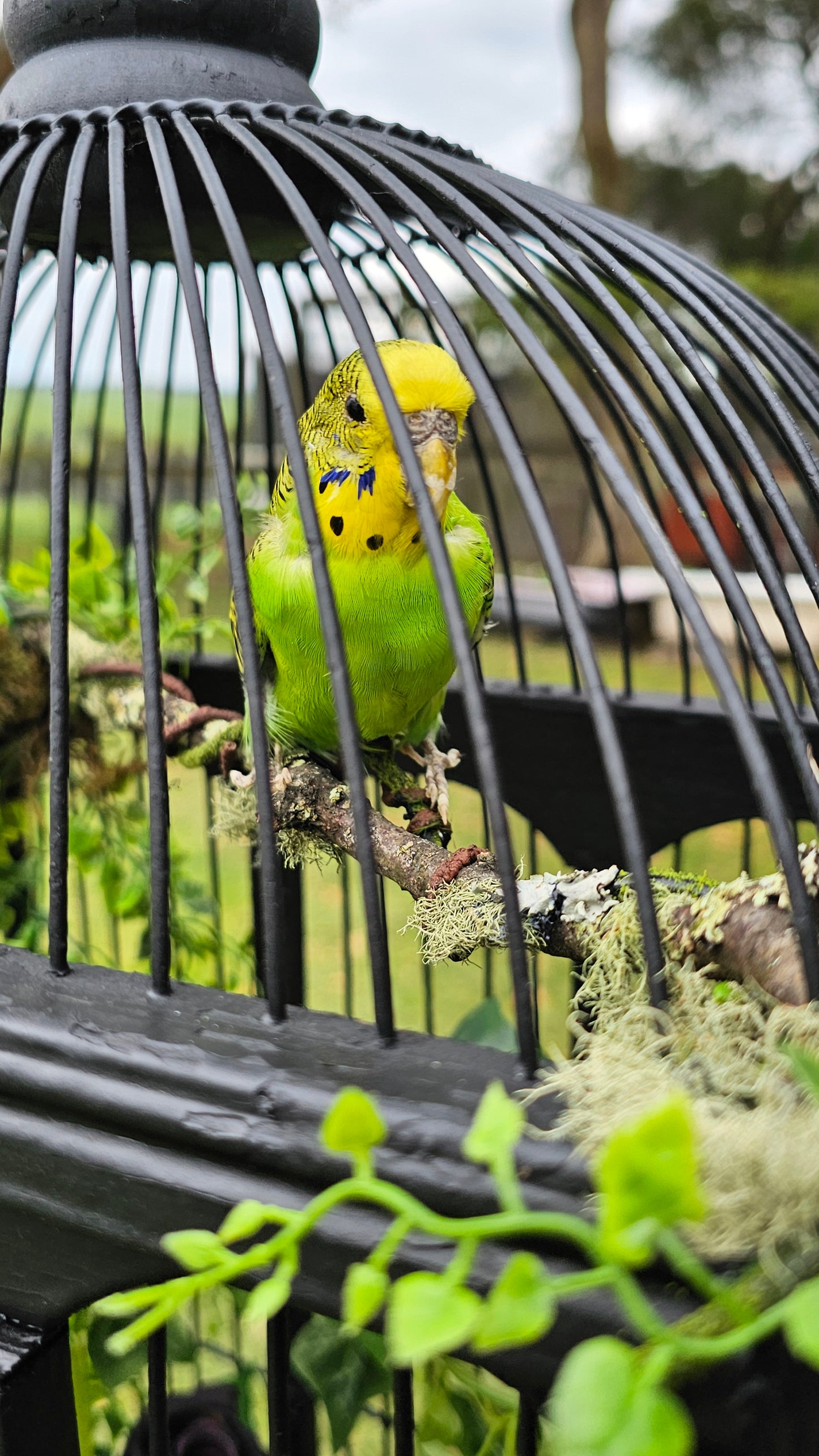 Taxidermy art - budgie and fox in a bird cage