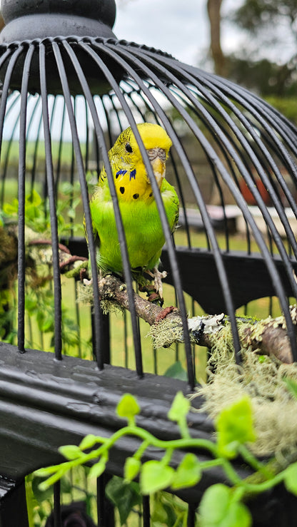 Taxidermy art - budgie and fox in a bird cage