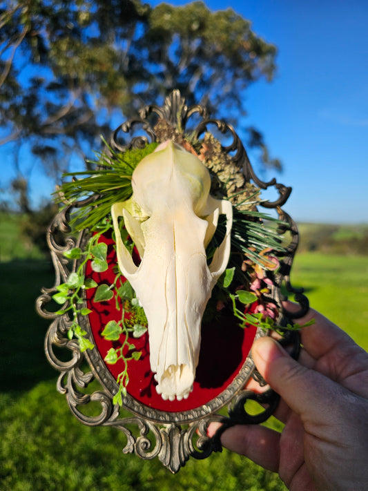 Skull fox - on vintage brass frame, taxidermy