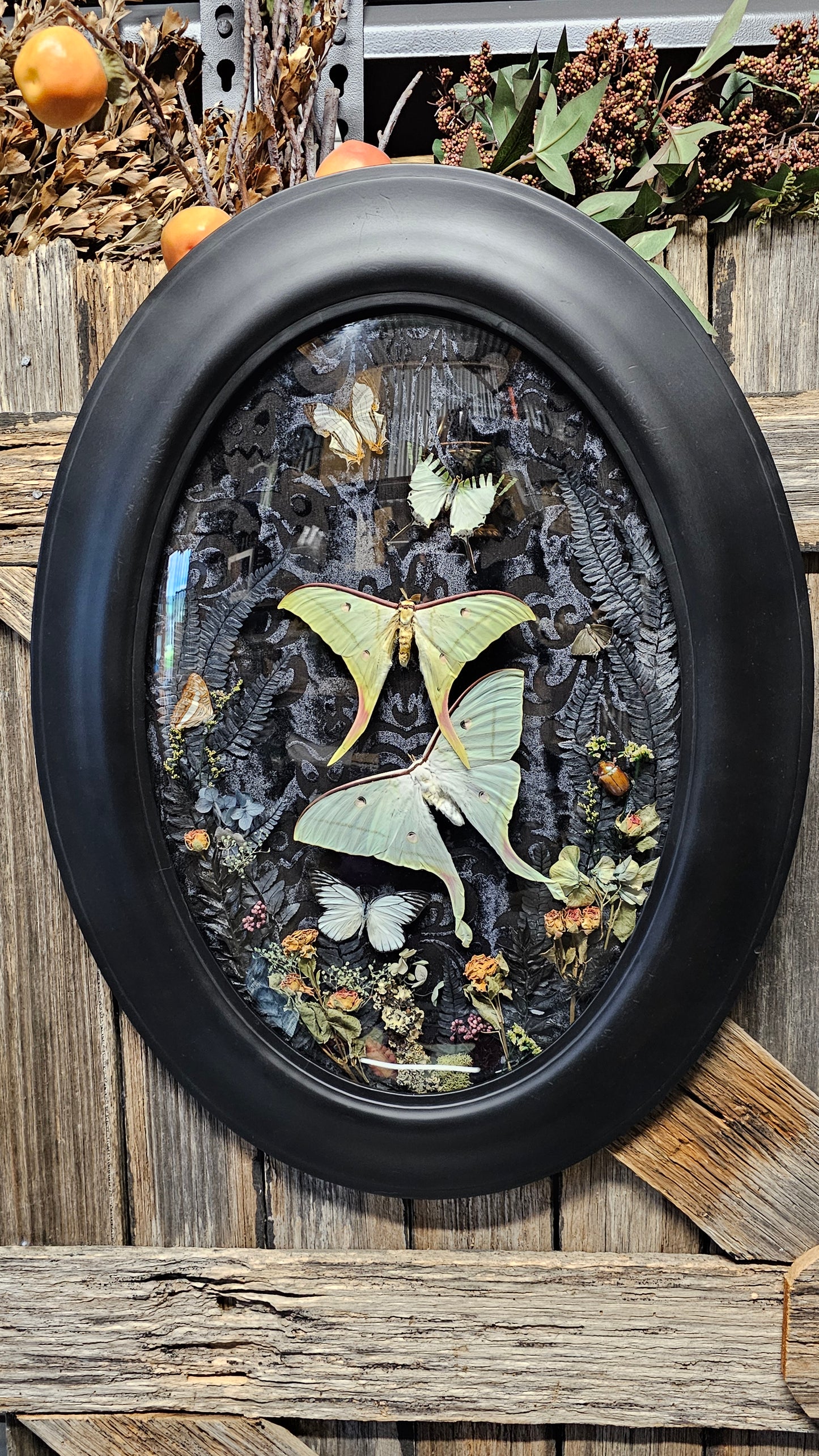 Frame vintage - with Lunar moths