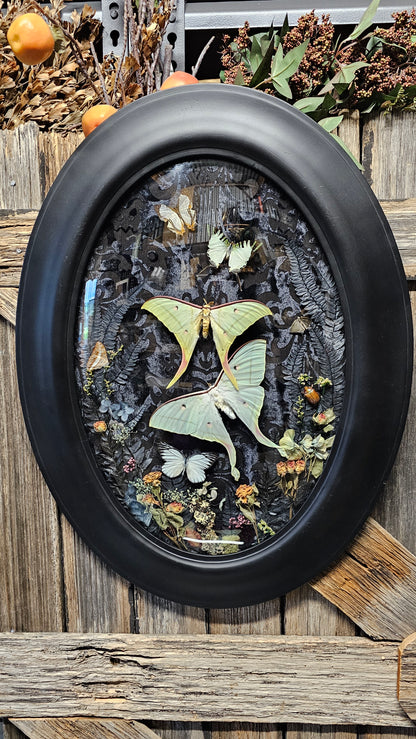 Frame vintage - with Lunar moths