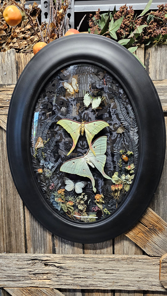 Frame vintage - with Lunar moths
