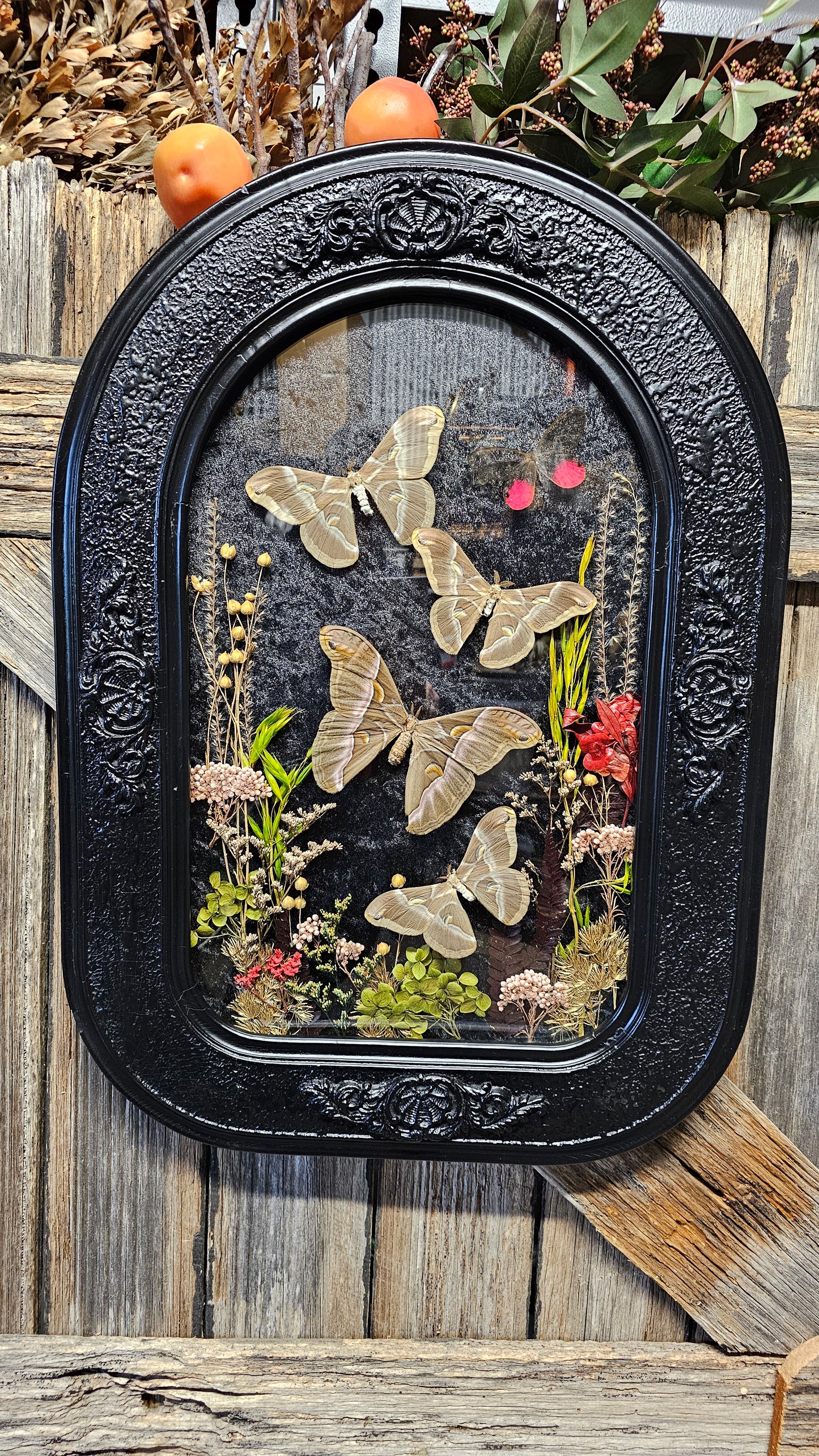 Frame vintage - with Silk Moths