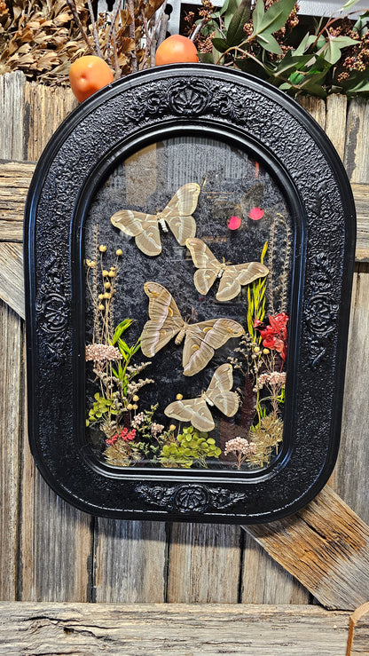 Frame vintage - with Silk Moths