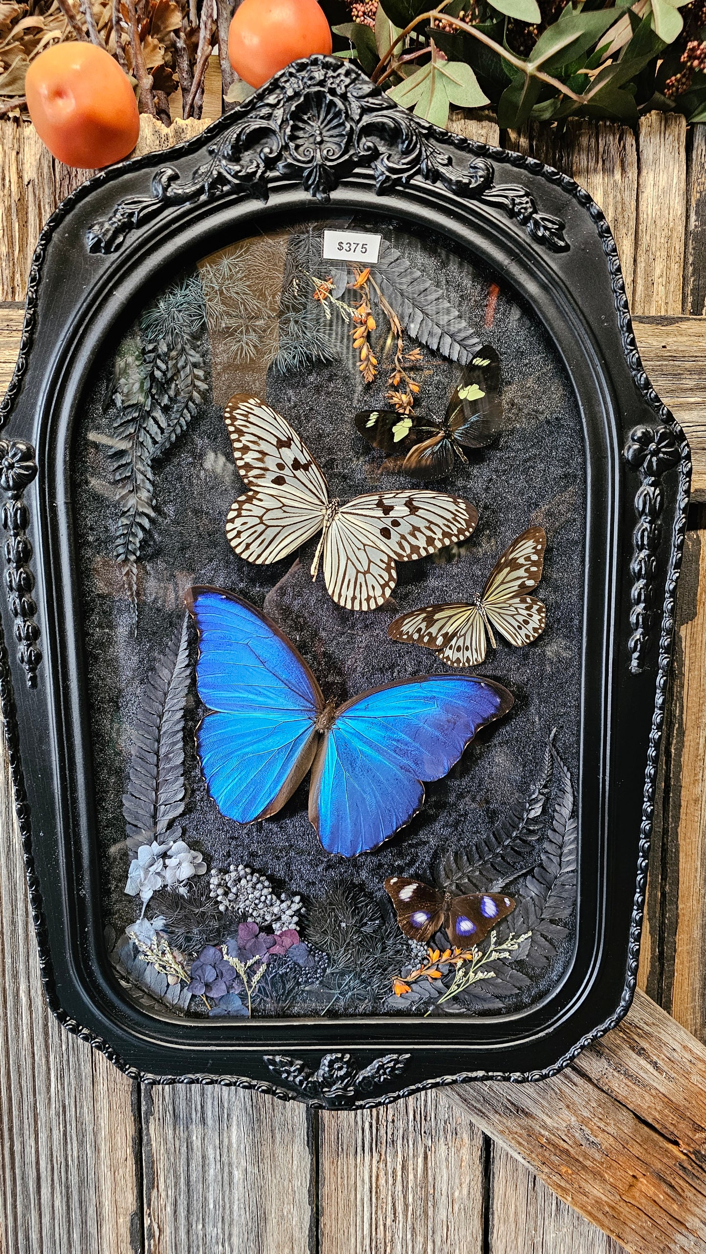 Frame vintage - with Giant Blue Morpho butterfly