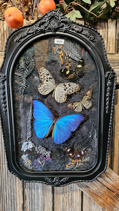 Frame vintage - with Giant Blue Morpho butterfly