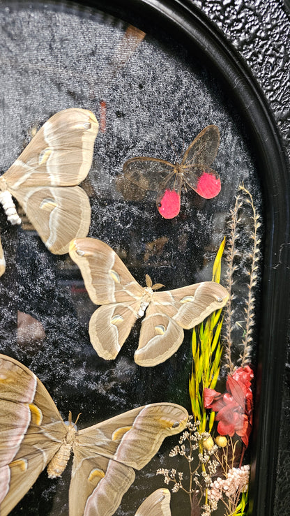 Frame vintage - with Silk Moths