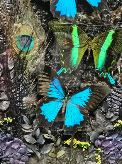 Frame vintage - with Blue Green Swallowtail butterflies