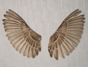 Sparrow wings